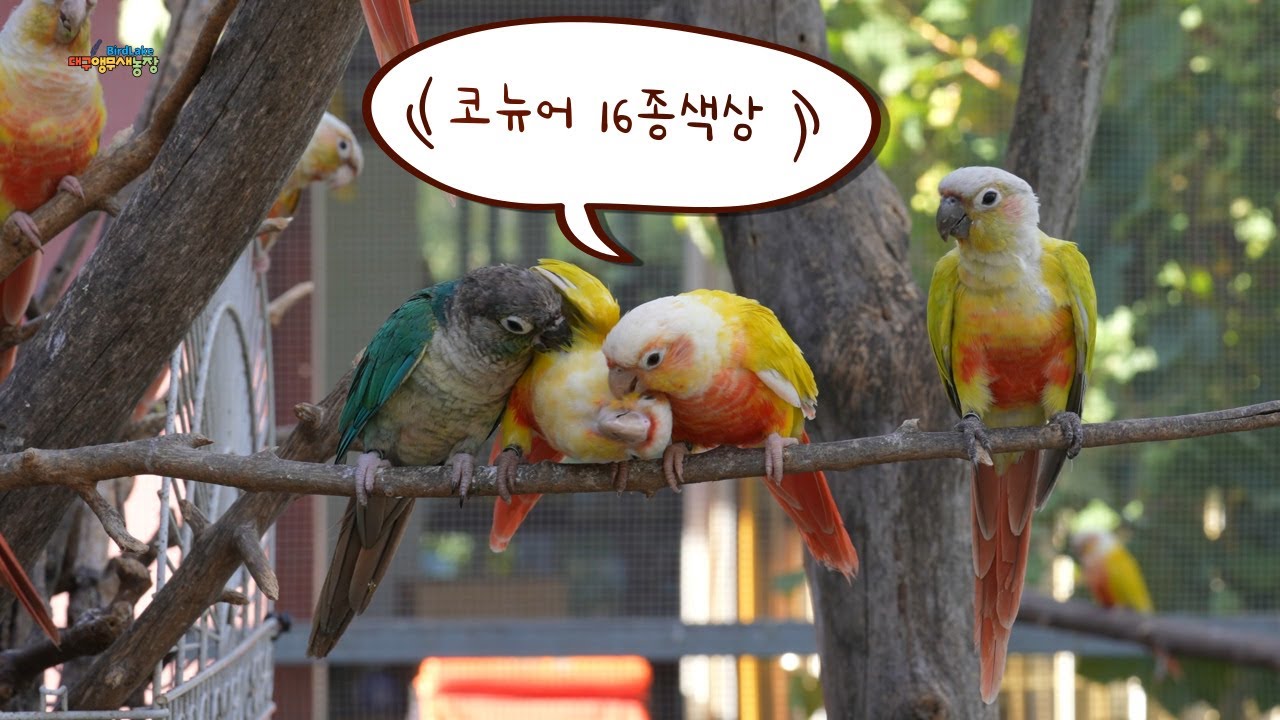 그린칙코뉴어앵무새 16종 색상에 대해 알려드릴게요 16 colors of the Greencheek conure parrot