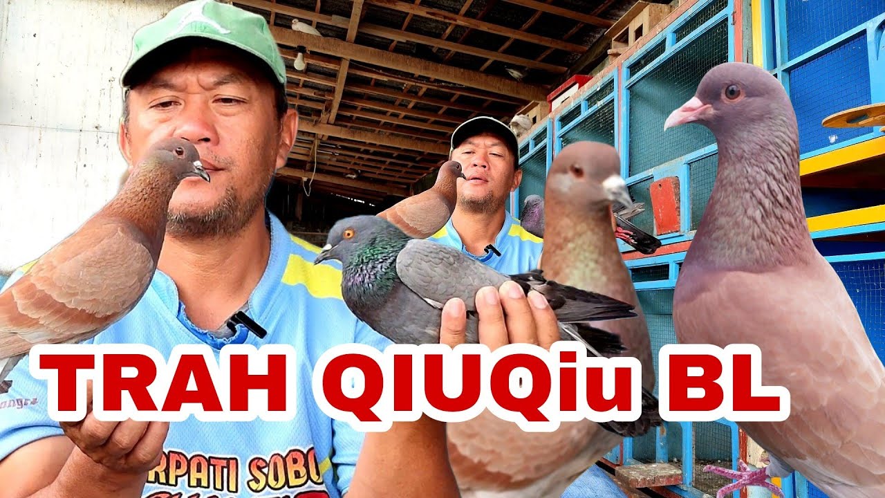 Bahan trah QiuQiu siap  jadi pleyer & darahan cimeng madona