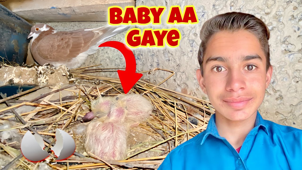 Kabootari K Baby Aa Gaye 😍🕊️