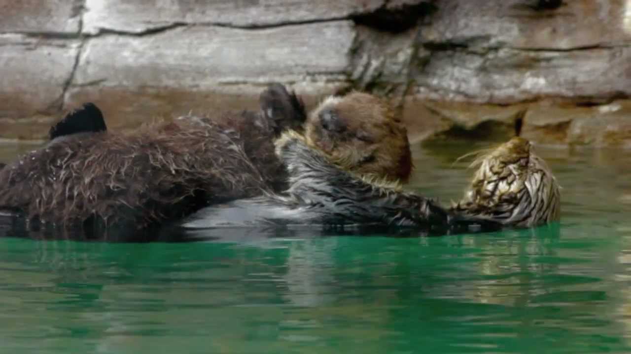 Seattle Aquarium's baby Otter  ~Sekiu~ Music Video