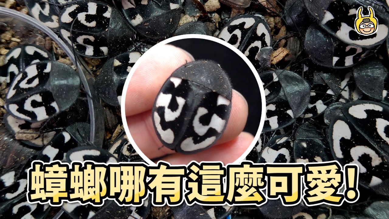 【曬寵物】我的小強滿出來啦，打造蟑螂樂園？