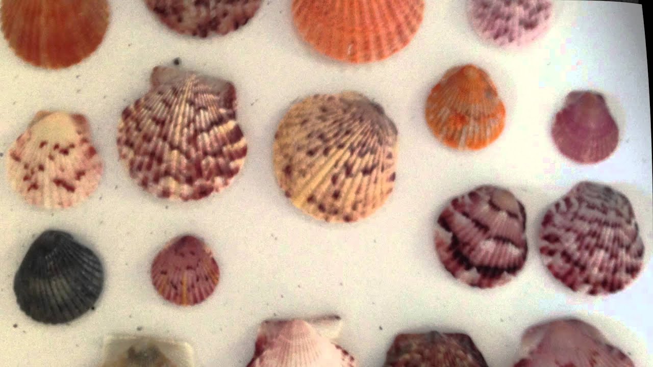 How to identify shells.