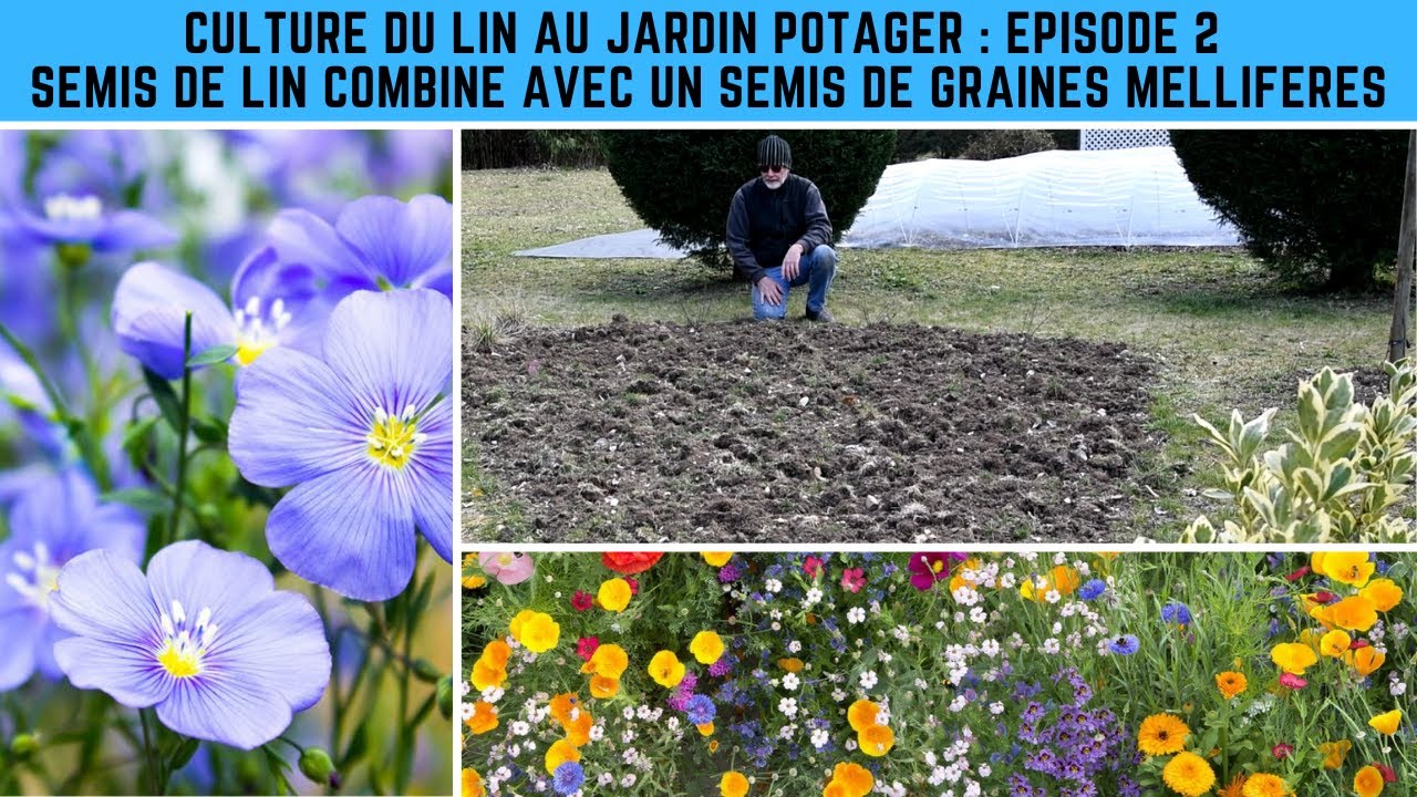 Culture du lin au jardin potager épisode 2 : semis de lin combiné avec semis de graines mellifères