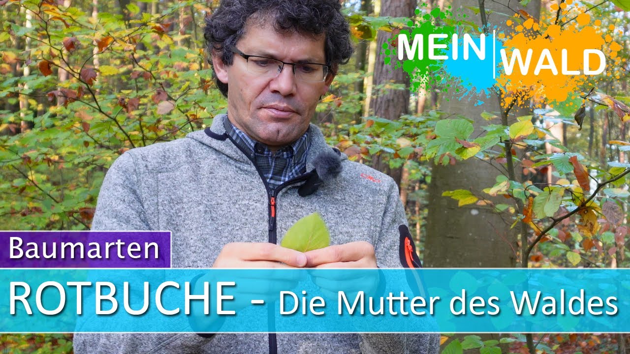 ❤️🌳Rotbuche - Baum des Jahres 2022 - Alle Infos