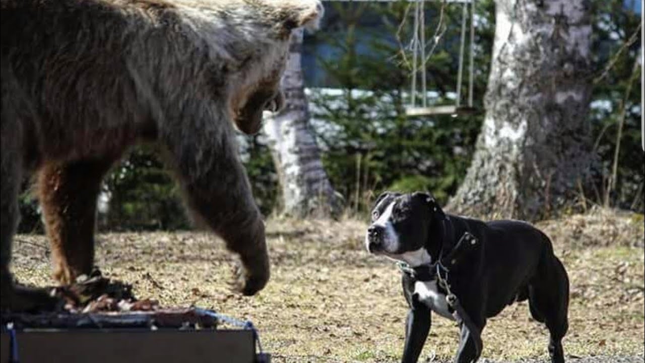 Tibetan mustiff vs Bear