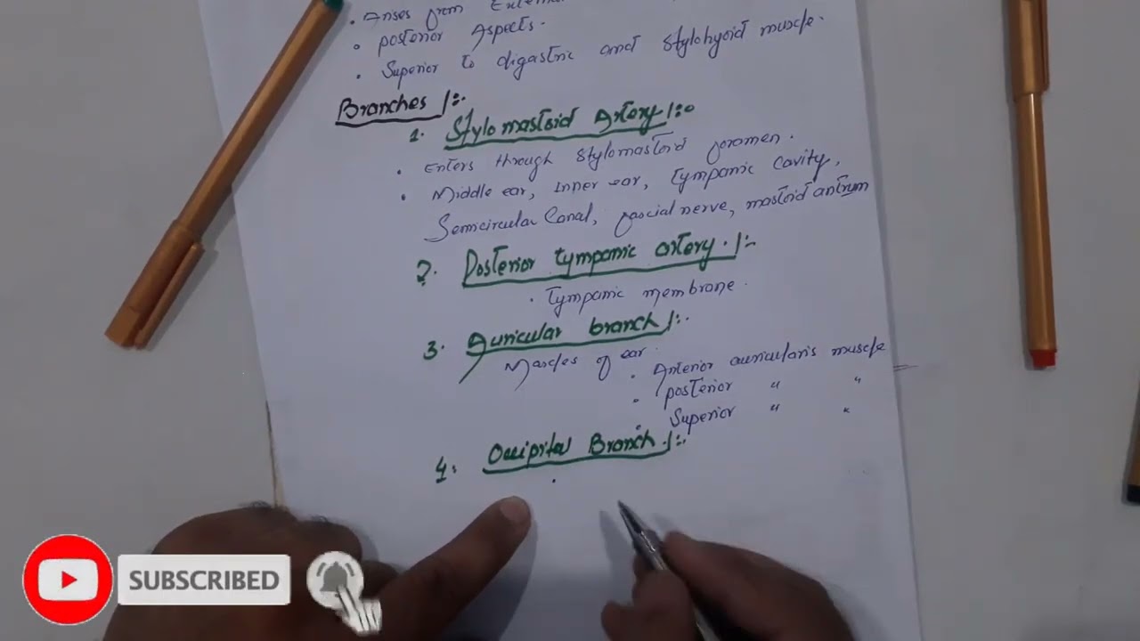 27. Posterior auricular artery | Blood supply of head and neck