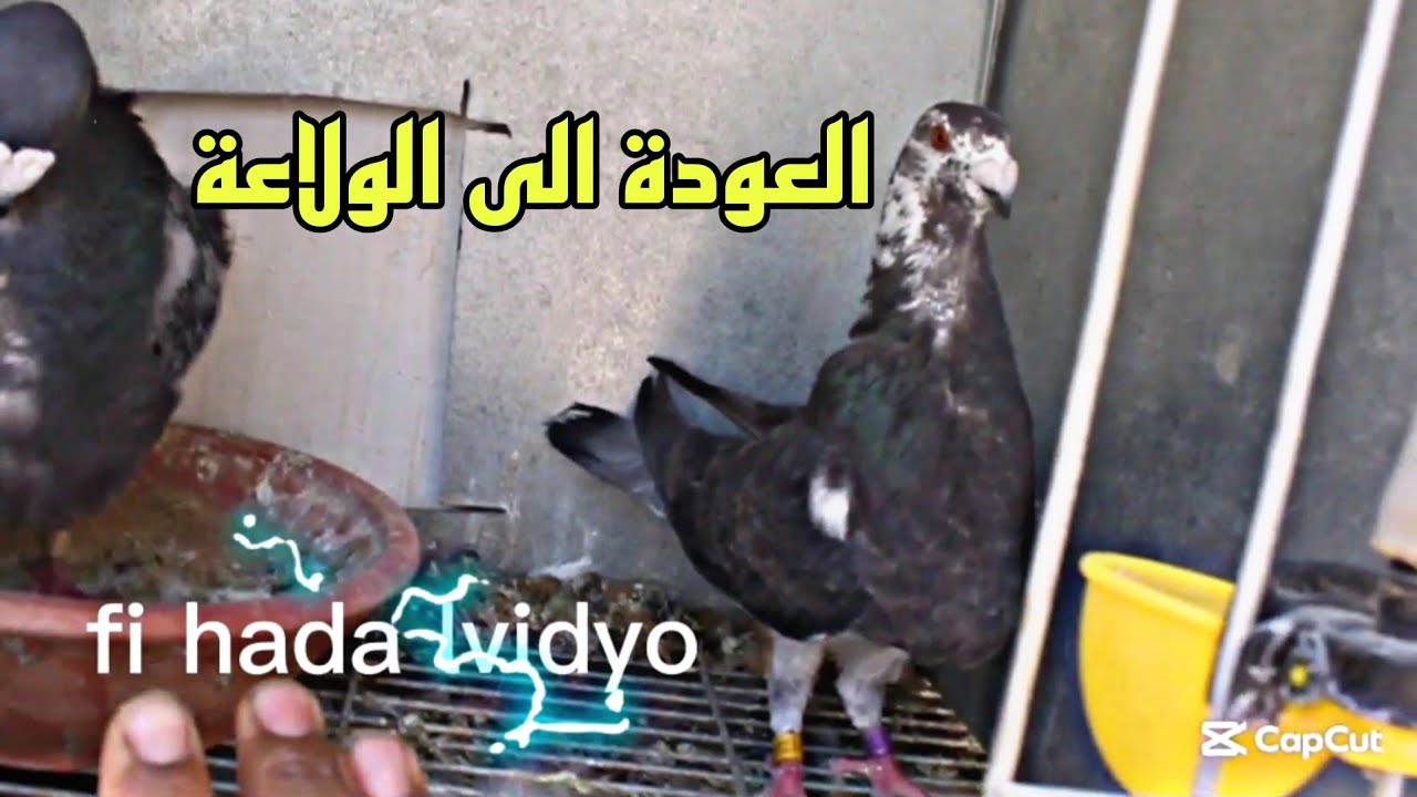 العودة الى اجواء الولاعة في الحمام الخينيسي والحمام الزاجل اثناء تغير الريش البدالة 