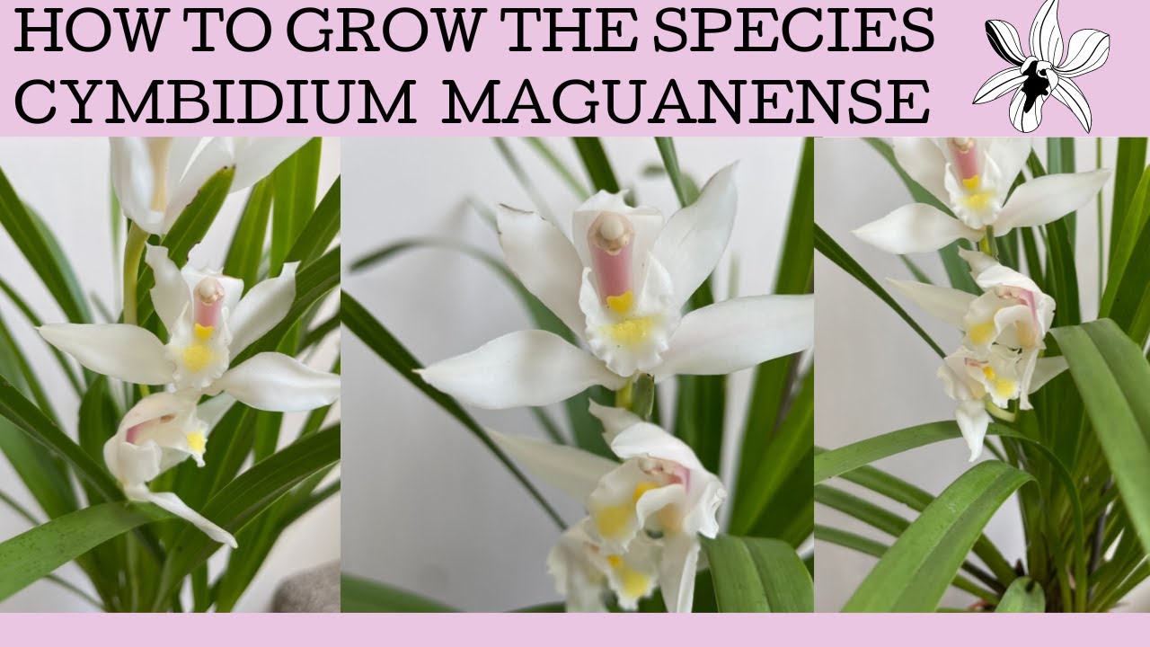 How to grow the species Cymbidium maguanense: a delightful perfumed orchid!