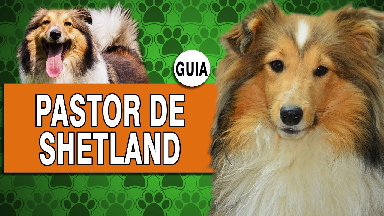 Pastor de Shetland - Tudo sobre a raça