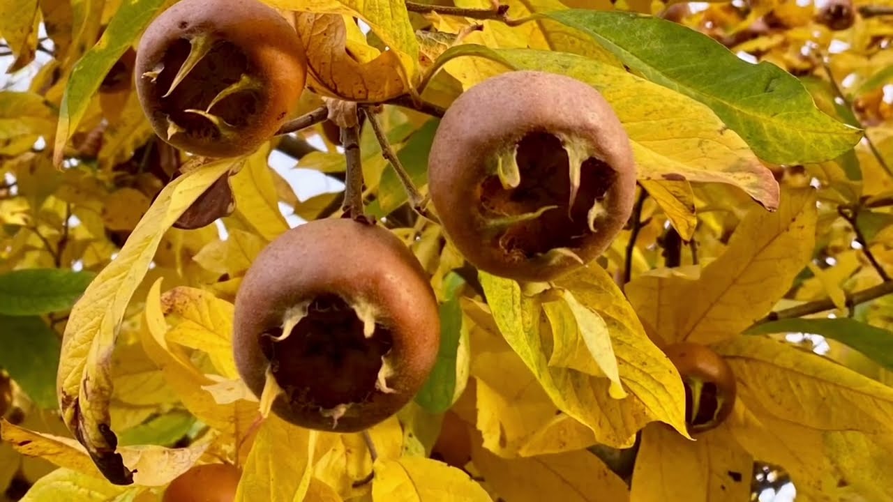 Unser Mispelbaum im Herbst ☀️