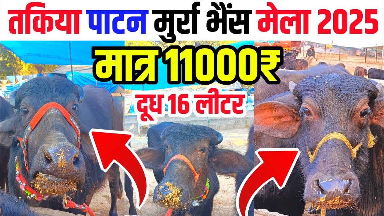 मात्र 11000₹ रुपए से मुर्रा भैंस शुरू|मुर्रा भैंस तकिया पाटन का मेला|Takiya Patan Buffalo Mela 2025