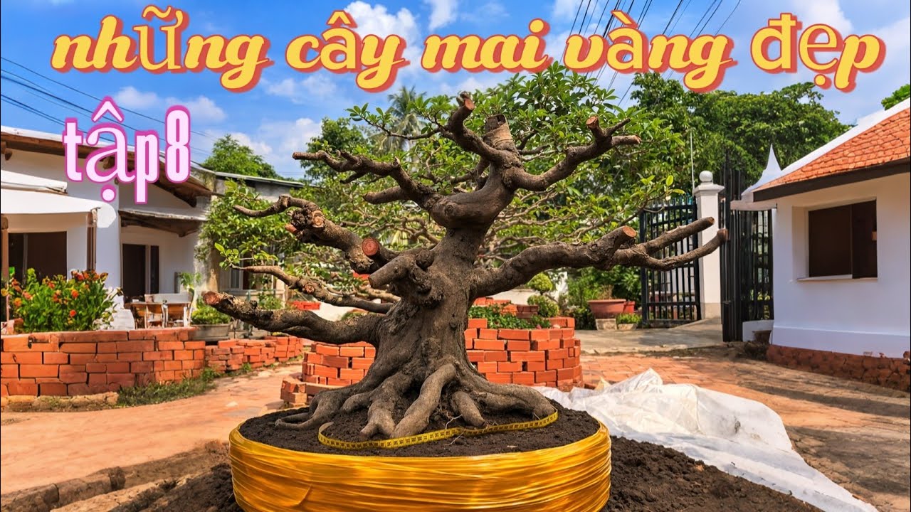 Tập 8 Những cây mai vàng đẹp | mai vàng miền nam | ngày 12/3/2026