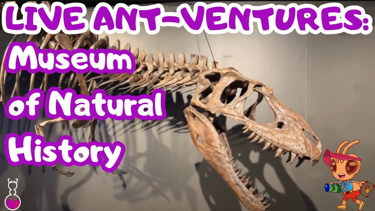 Dinosaurs, Ice Ages & Arctic Feathers?! | SciAnts IRL at the Natural History Museum