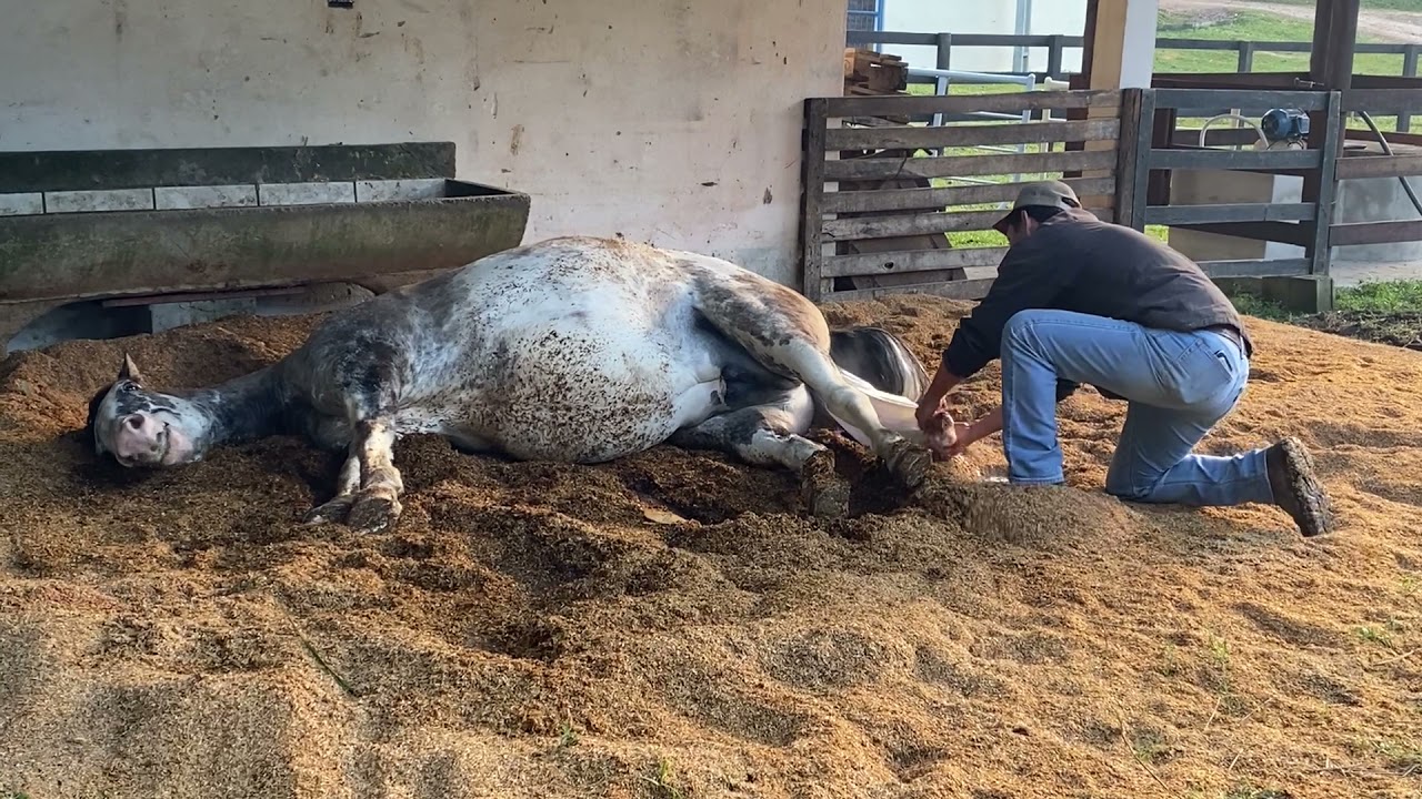 Parto Égua - Chuvinha 🐎💛 Horse Giving Birth