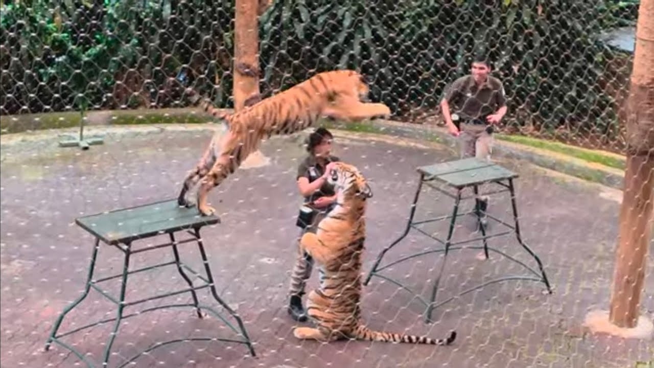 Tiger Show | Taman Safari Bogor, Cisarua, Indonesia