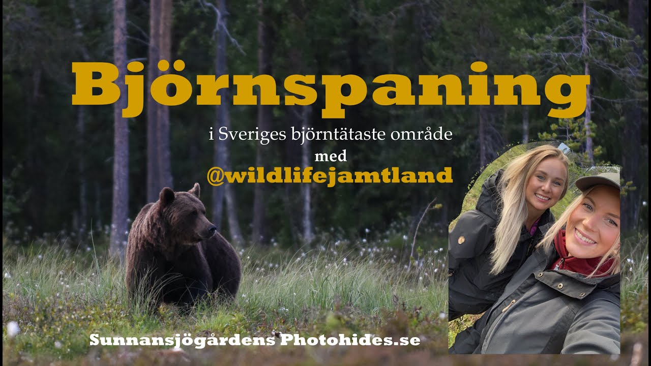 Björnspaning i Sveriges björntätaste område - Emilias Jakt på Smaker