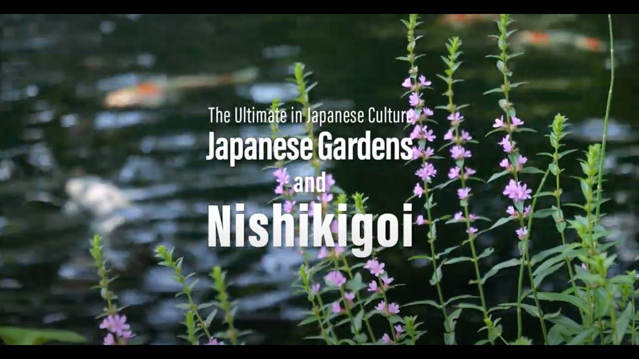 日本文化の究極の世界〜日本庭園と錦鯉〜　　　　　　　　　The Ultimate in Japanese Culture: Japanese Gardens and Nishikigoi