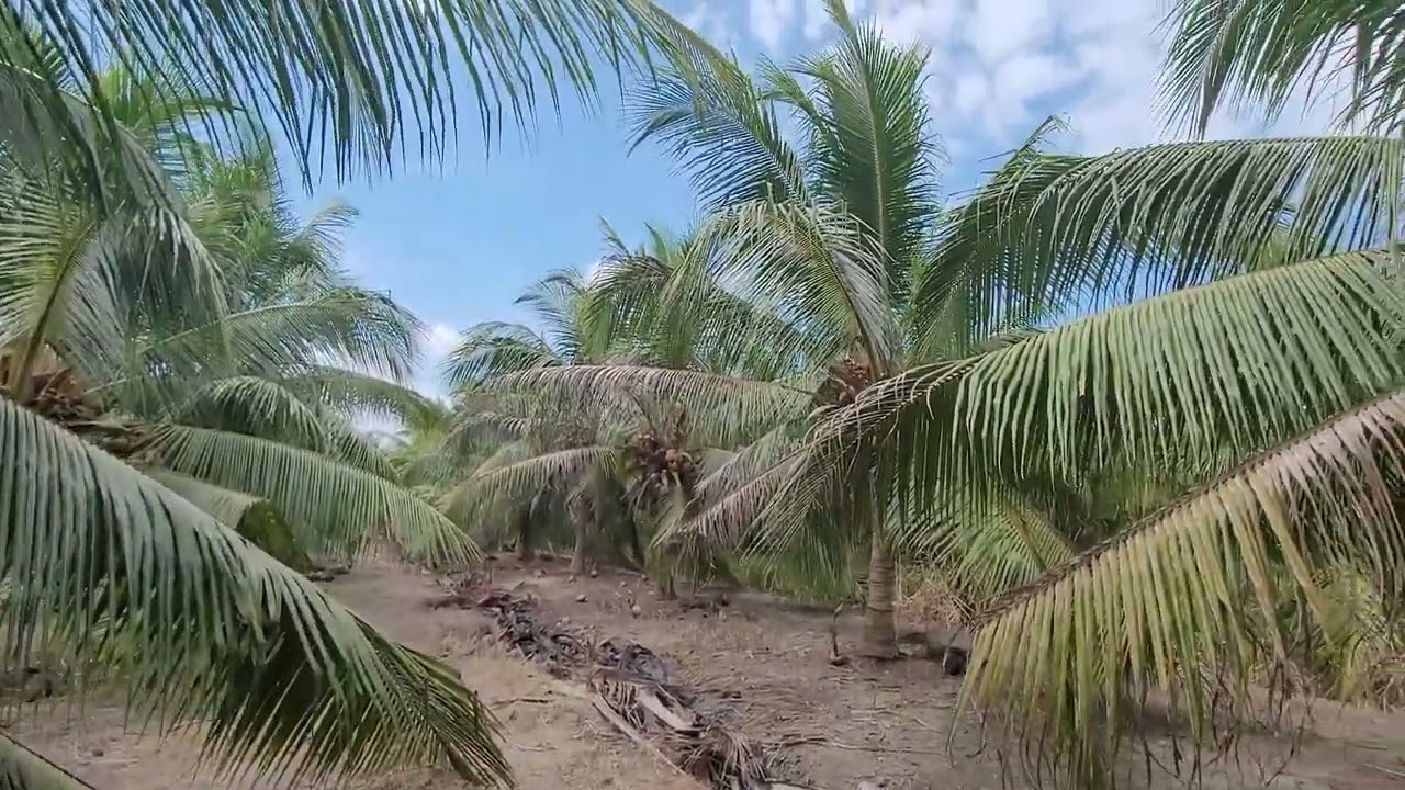 Melawat kebun kelapa SGG