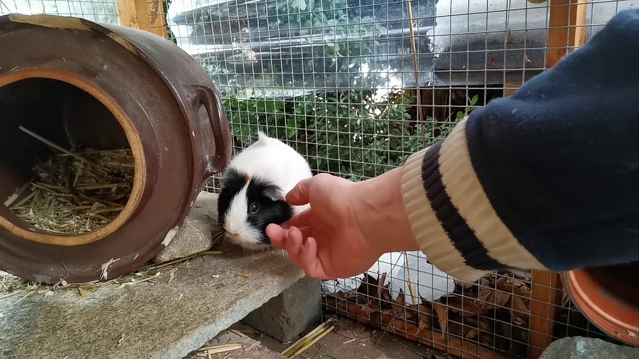 Ein Meerschweinchen zieht ein - Einzug und Eingewöhnung von Stella / Gewinner-Bekanntgabe Verlosung