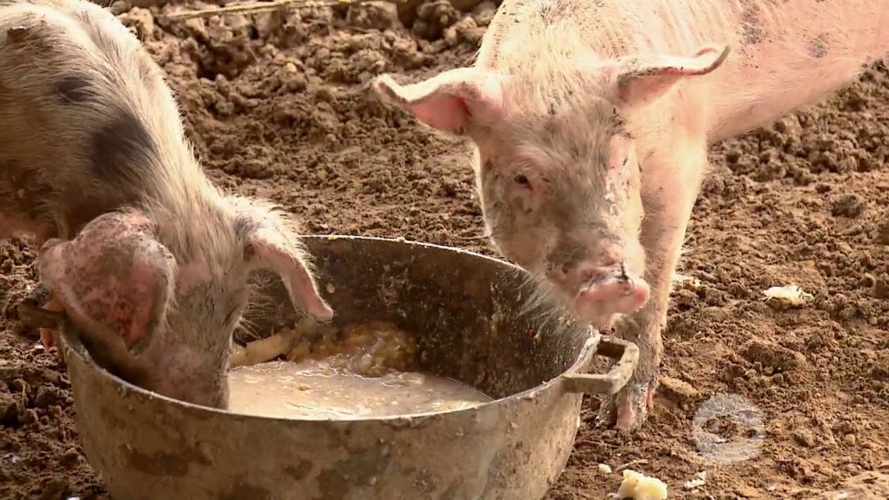Incorporaron la yuca en la dieta de los cerdos - La Finca de Hoy