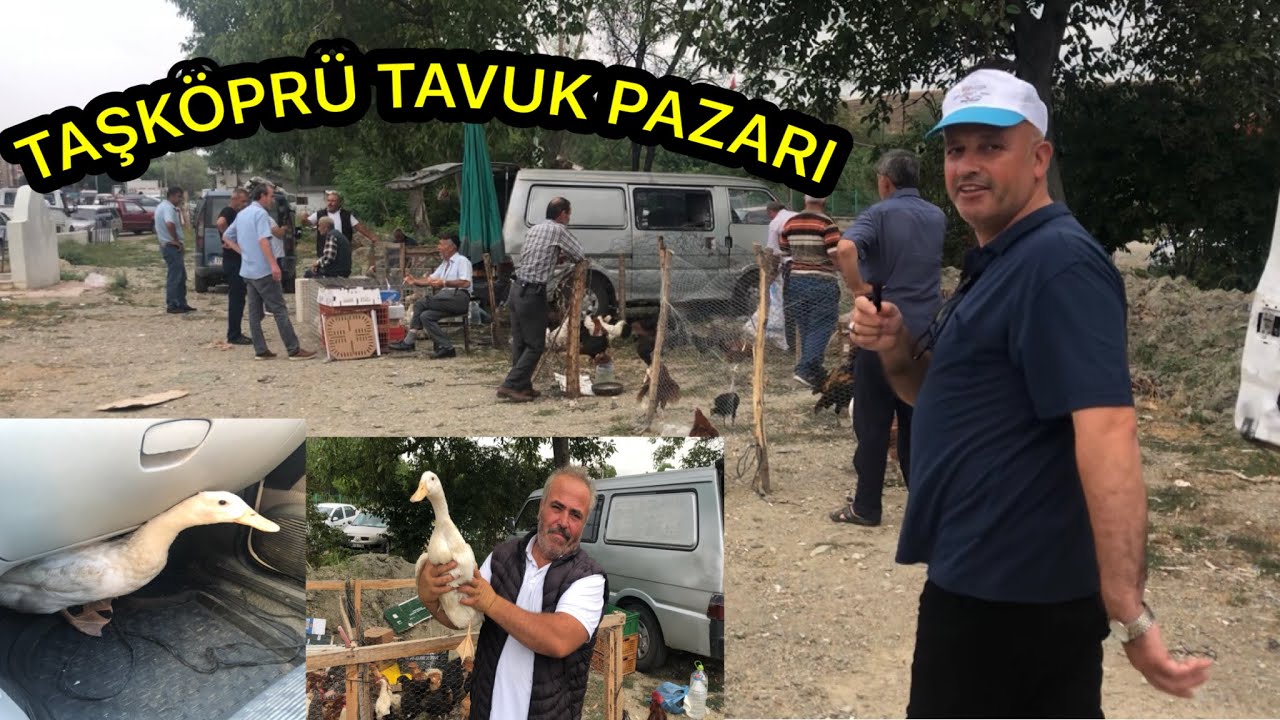 Kastamonu Taşköprü-tavuk pazarından haftalık güncel fiyatlar ve güzel pazarlıklar bu videoda 🦆🖖🦢
