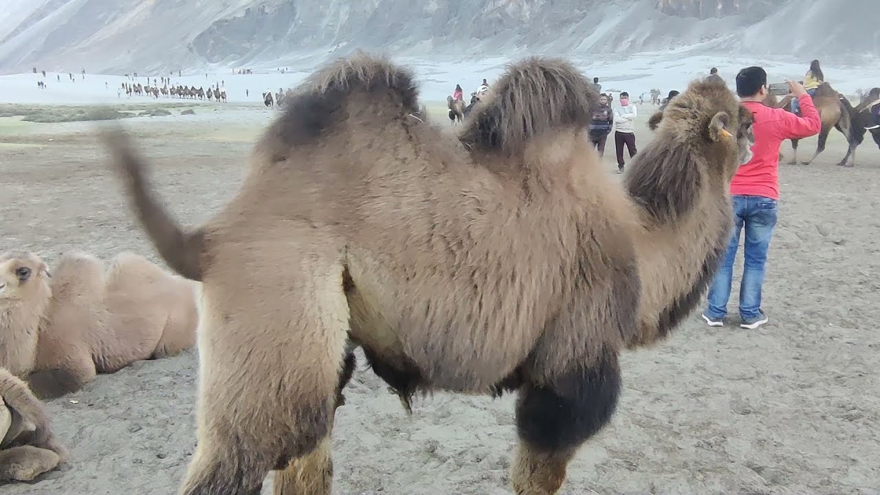 Two Humps Camel || Nubra Valley adventures || Bactrian Camel