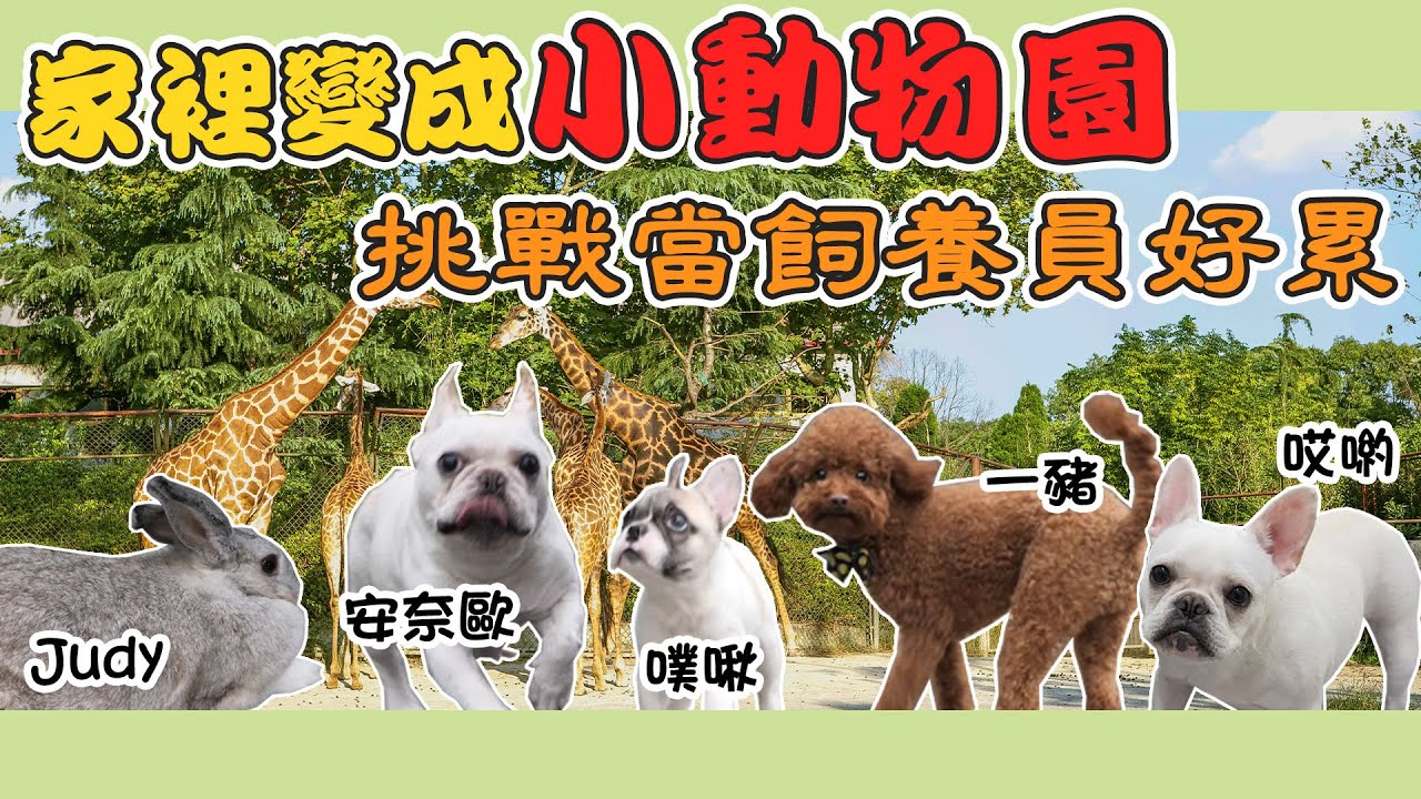 一豬小公主｜家裡變成小動物園 挑戰當飼養員好累