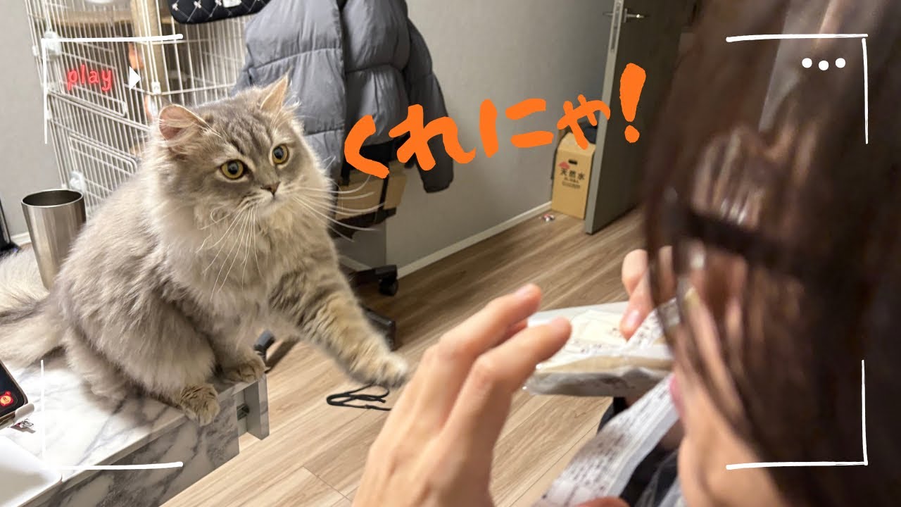 パパのパンを狙う子猫