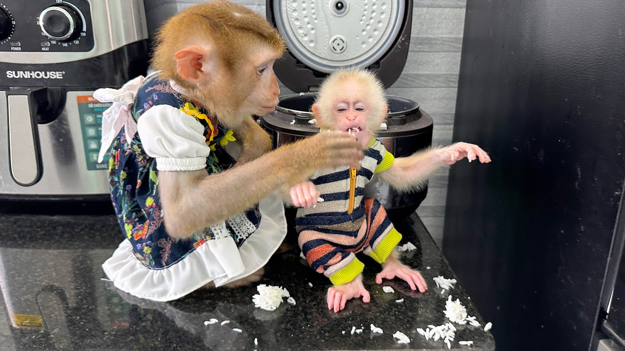 Hungry Monkey Kaka and Monkey Mit sneaked into the kitchen eat rice