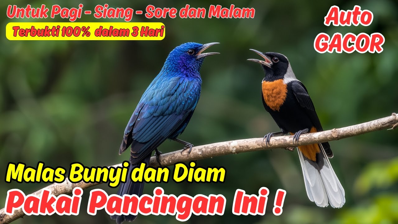 Masteran Murai Batu Isian Tembakan Mewah, Agar Cepat Gacor dan Juara
