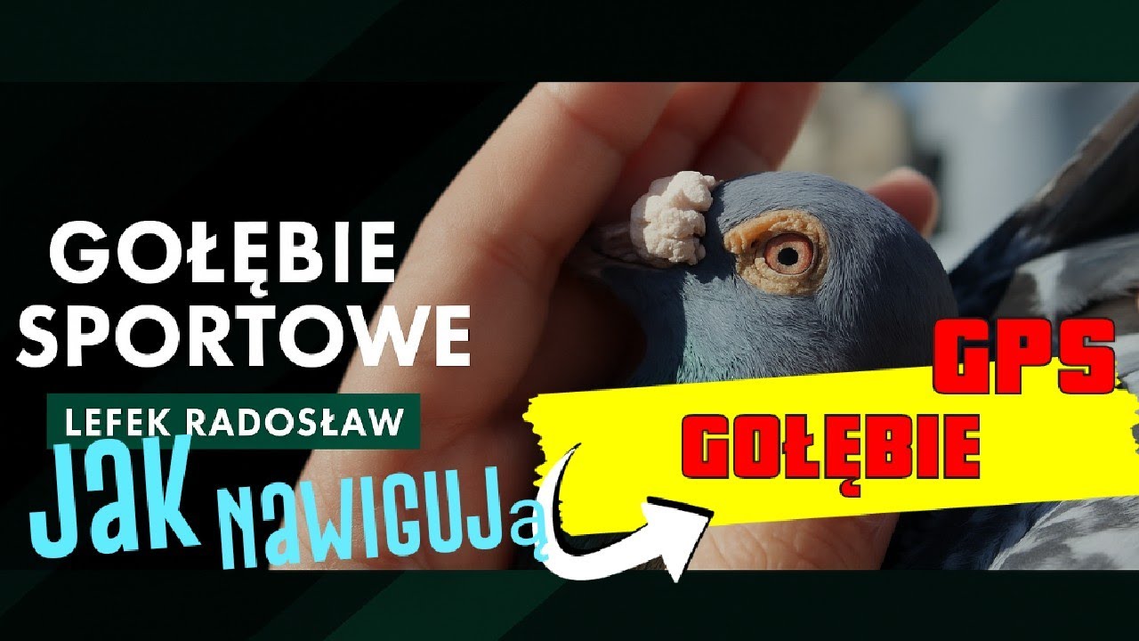 Gołębie Pocztowe -Jak Nawigują Gołębie?