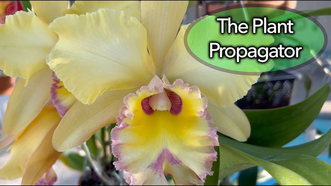 A little cold damage?