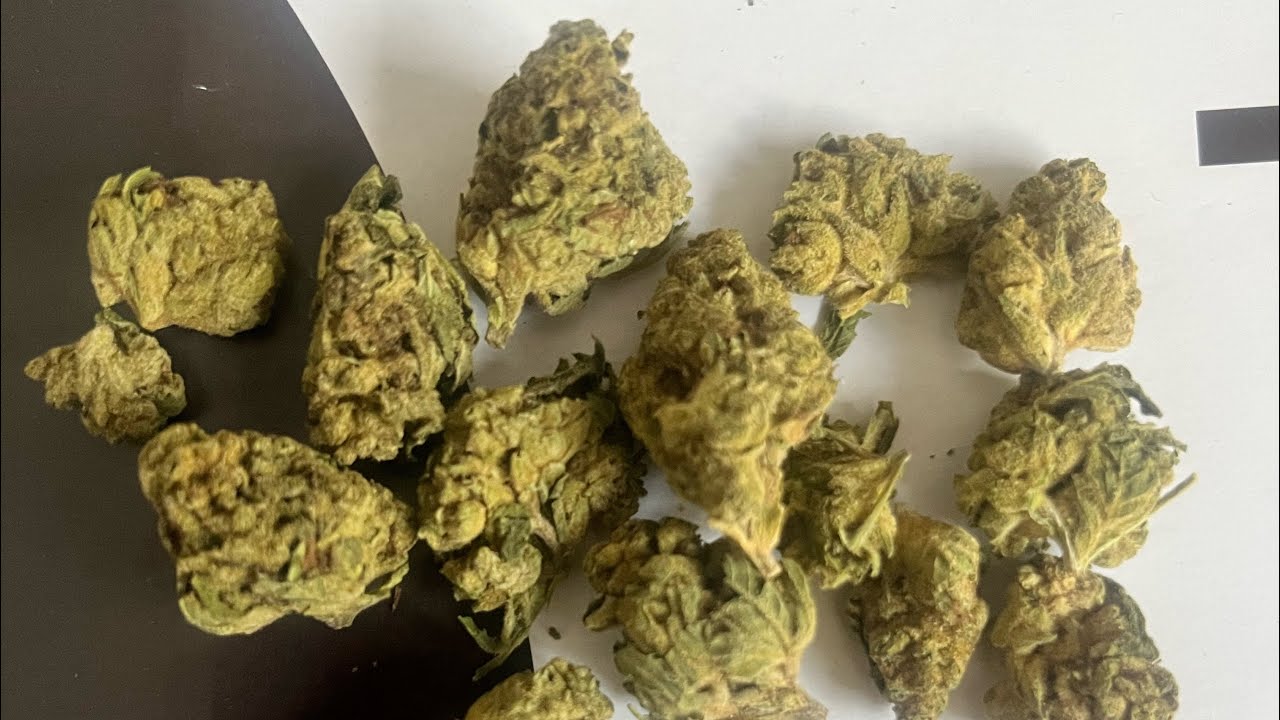 JK Distro🍌Banana Punch🥊 QP Strain, THCA Flower Review 💨 ⛽️ 🔥 