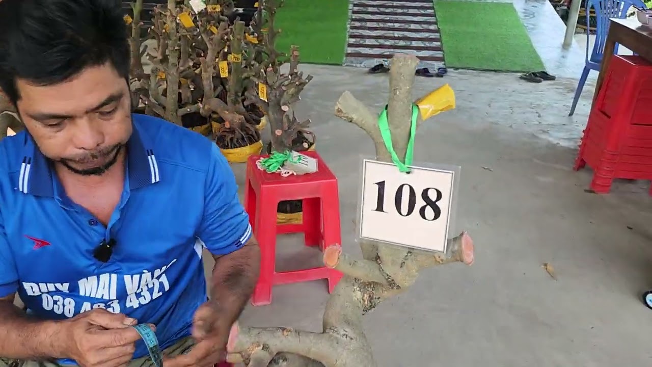 12/3  a Duy 0384834321 Phôi mai giảo bonsai đế đẹp giá rẻ