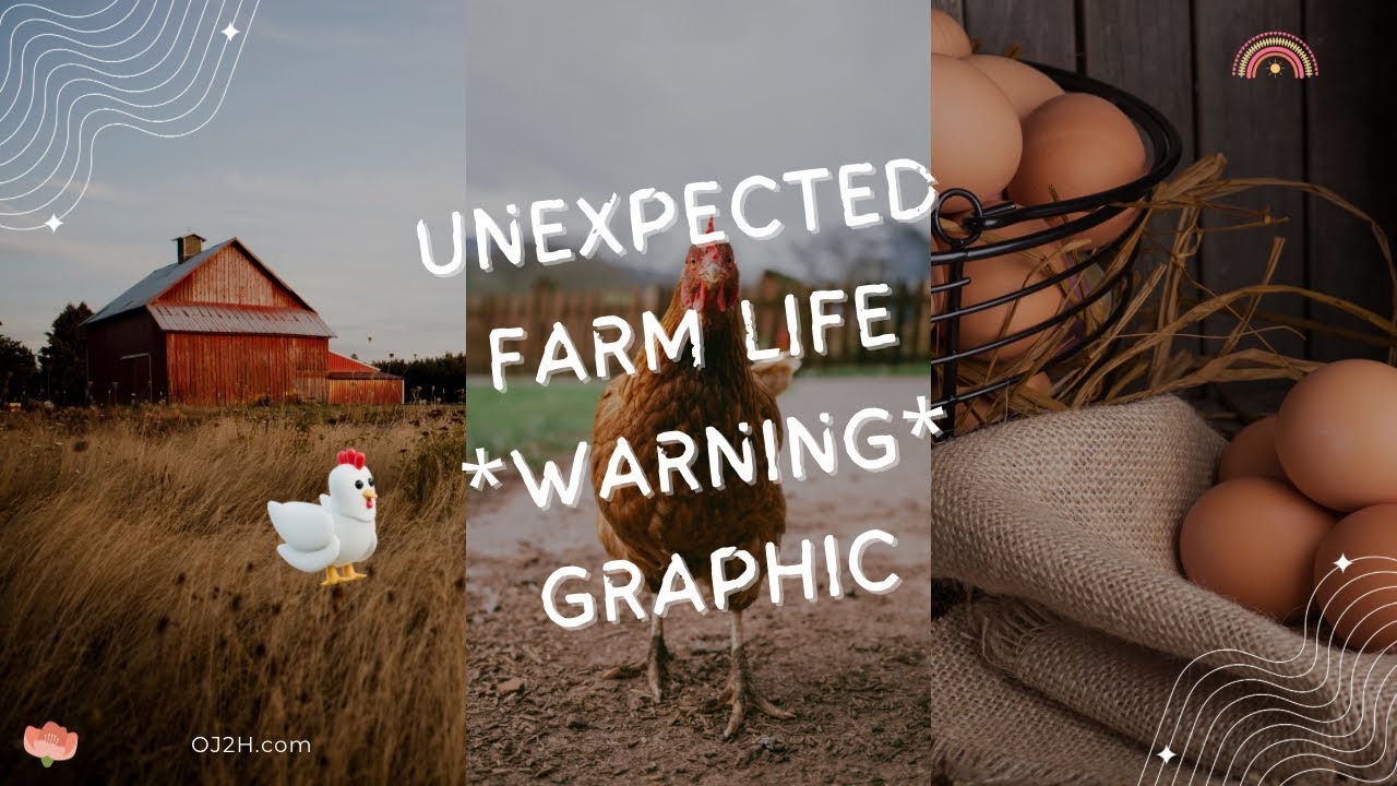 A &ldquo;Day On The Farm&rdquo; turns heartbreaking in seconds!