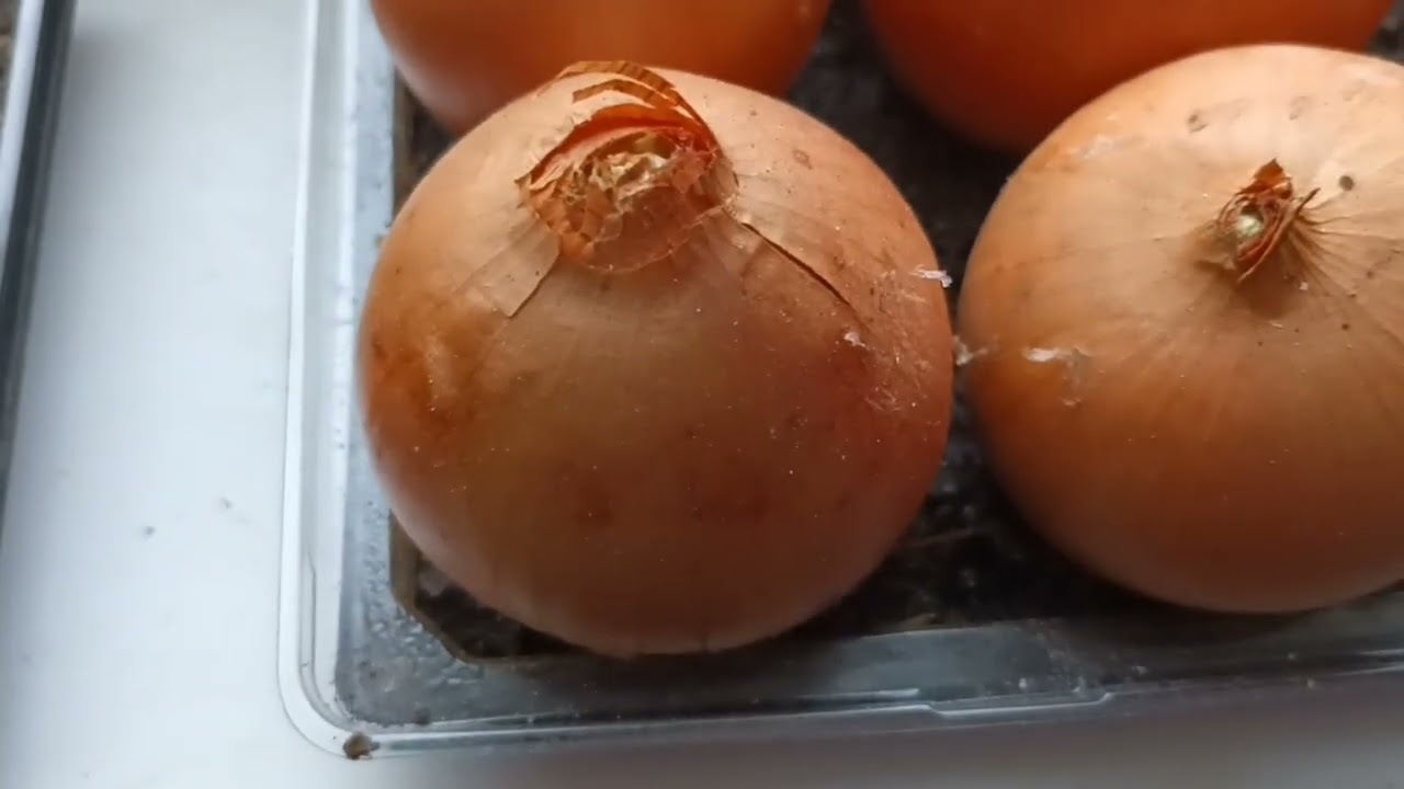 Спостереження за цибулькою
