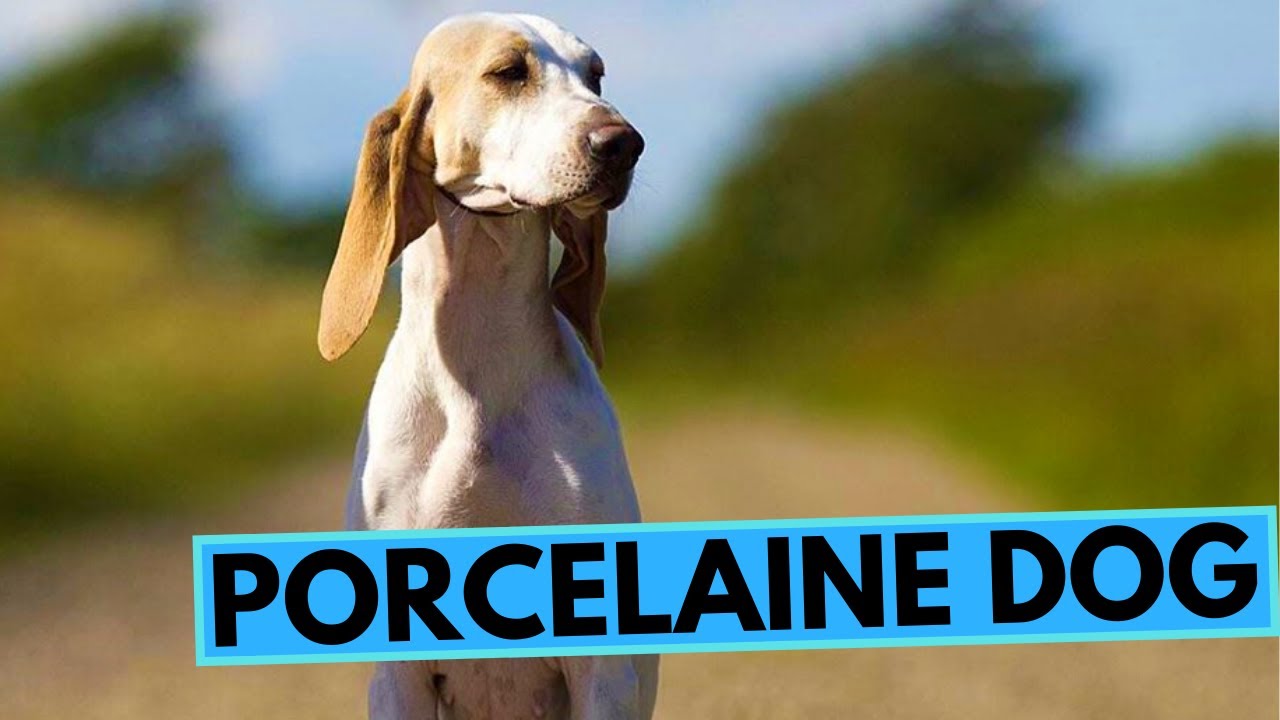 Porcelaine Dog Breed - Facts and Information