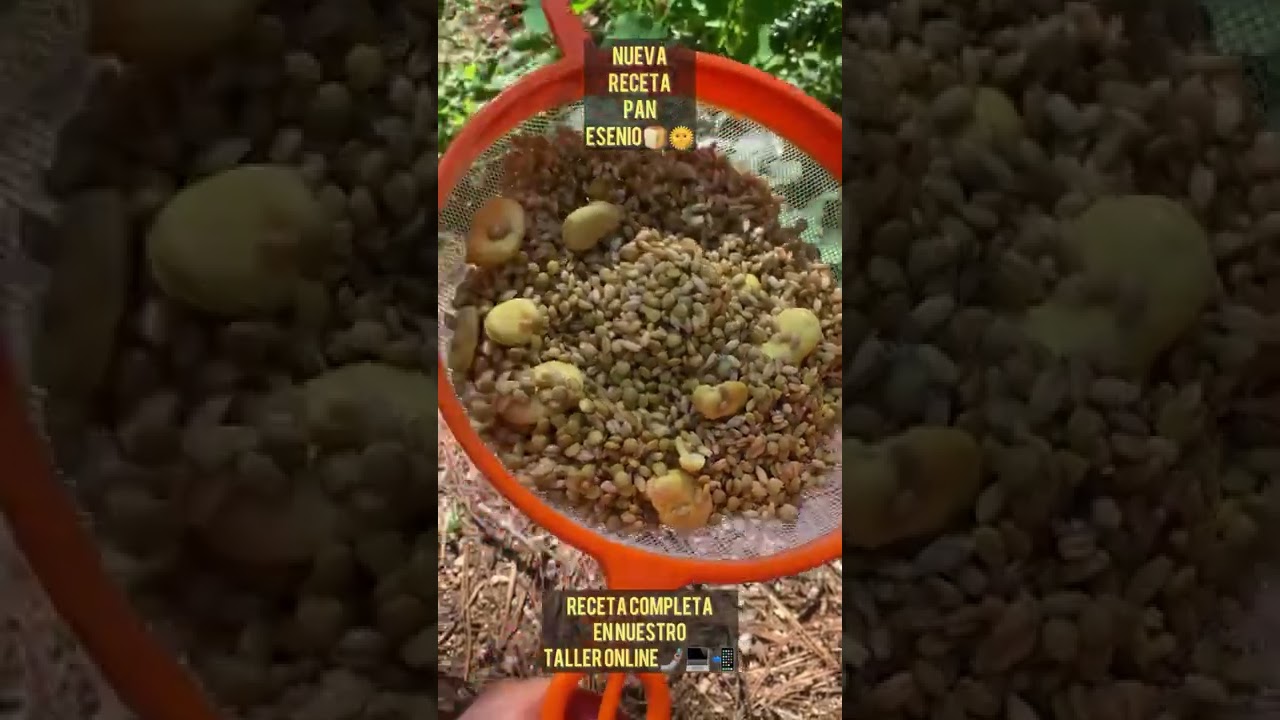 Receta de PAN DE ESENIO | Deshidratador Solar | Tzenzontle