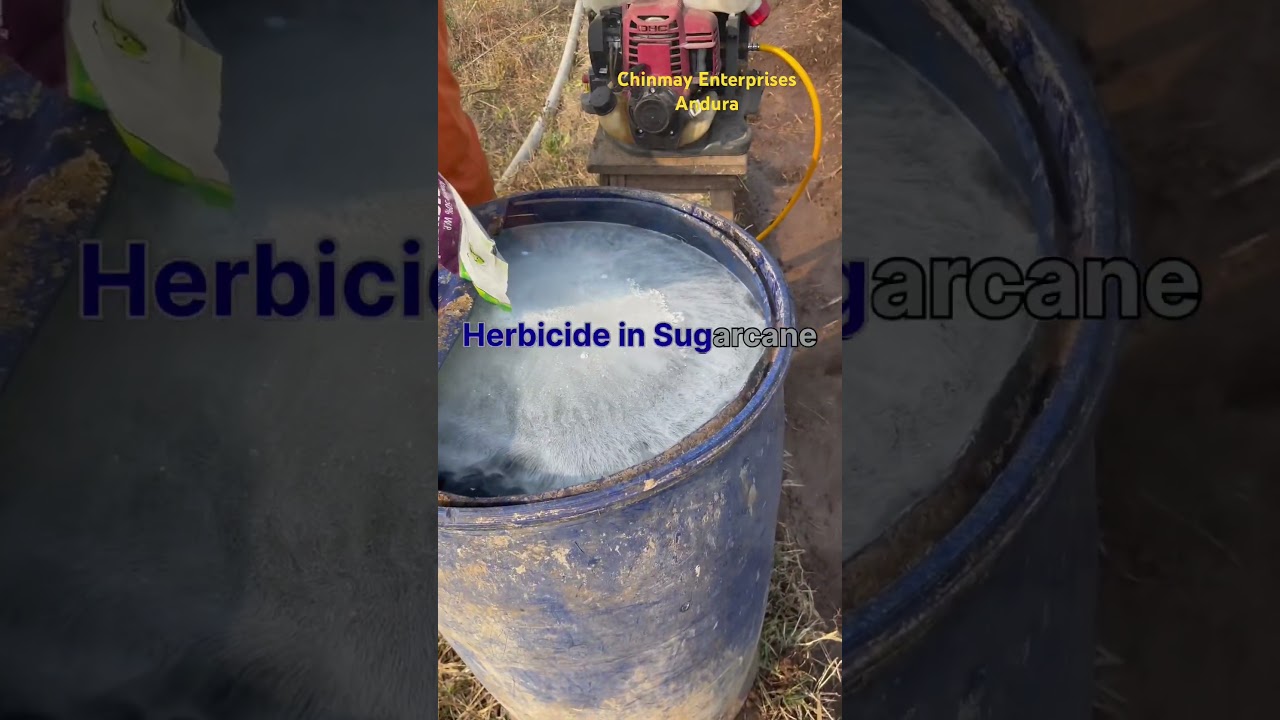 sugarcane pre - emergence herbicide Atrazine 50% WP spray with in 72 hrs to avoid weed growth.