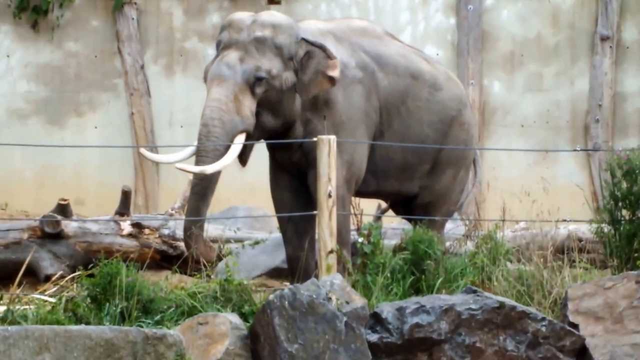 Prague Zoo / Zoo Praha