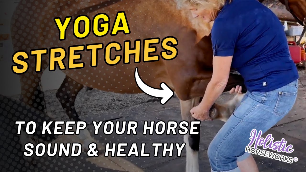 Yoga Stretches For Your Horse To Keep Them Rideable Through Their 30's | Holistic Horseworks