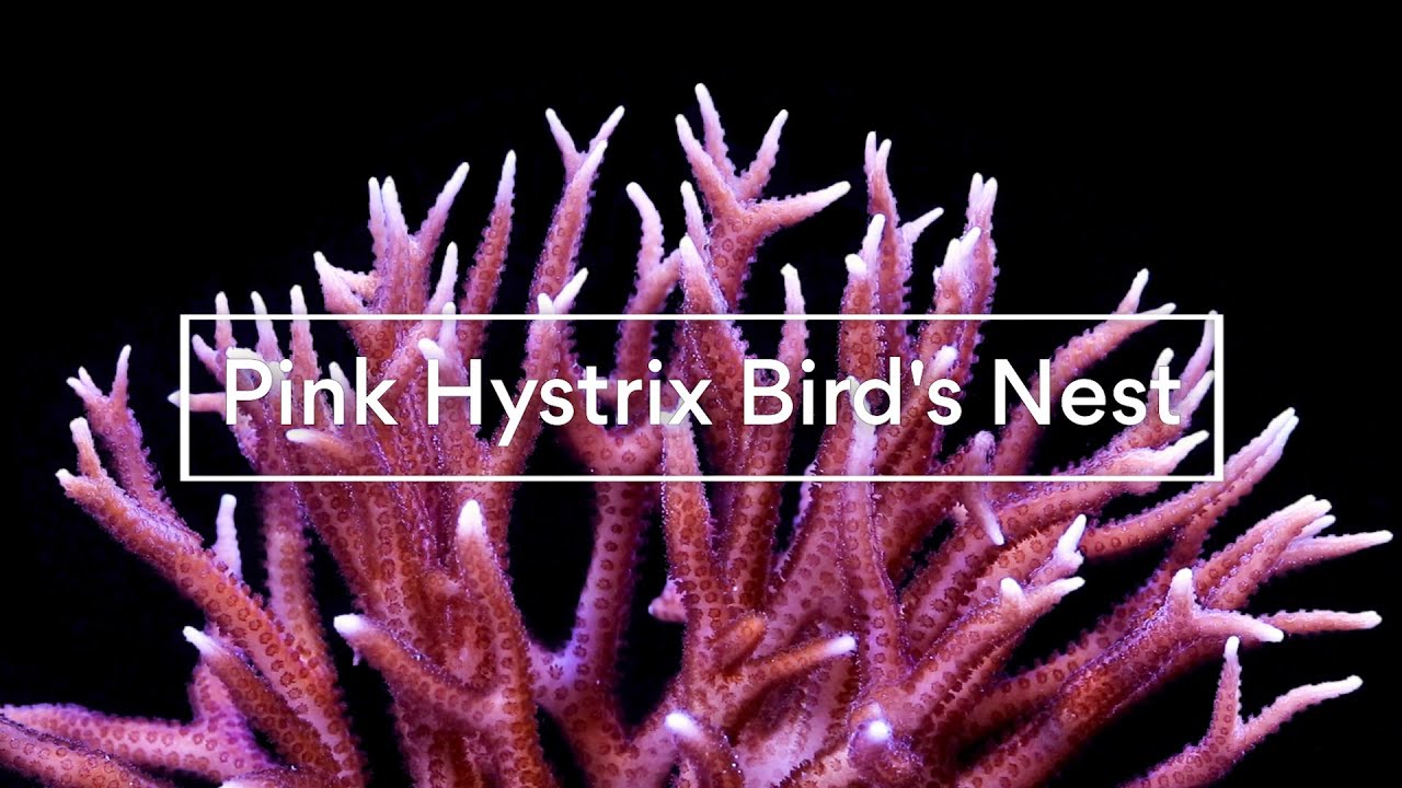 Pink Hystrix Bird's Nest