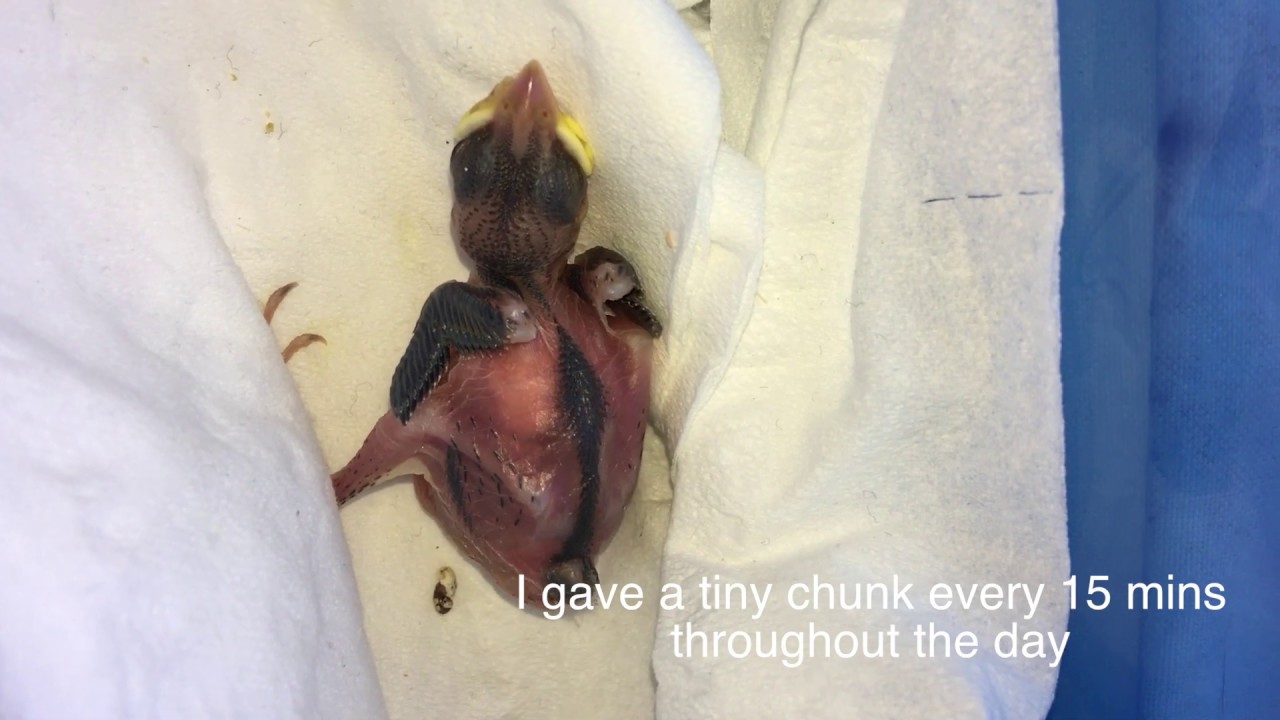 Hand rearing a baby sparrow chick
