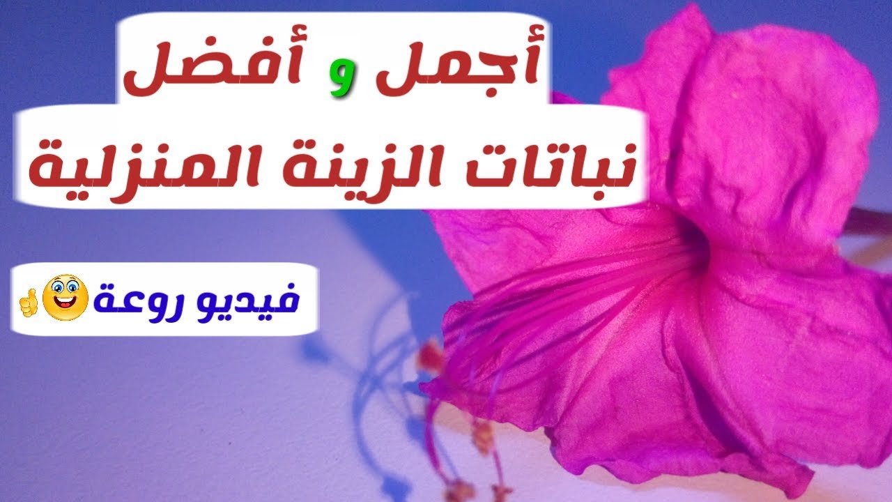 تعلم أسماء أشهر و أجمل نباتات الزينة المنزلية - فيديومهم جدا-