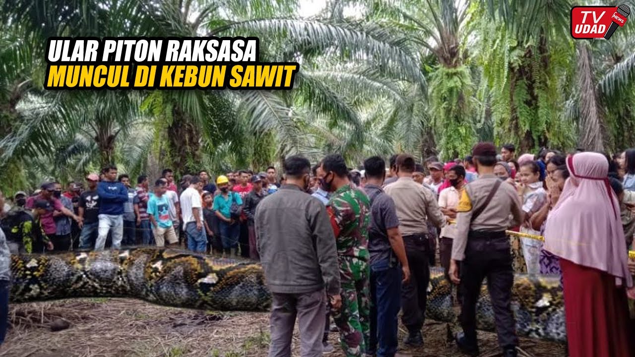 Kalimantan Gempar!! Petani Temukan Ular Piton Raksasa di Kebun Sawit, Ukurannya Bikin Merinding...