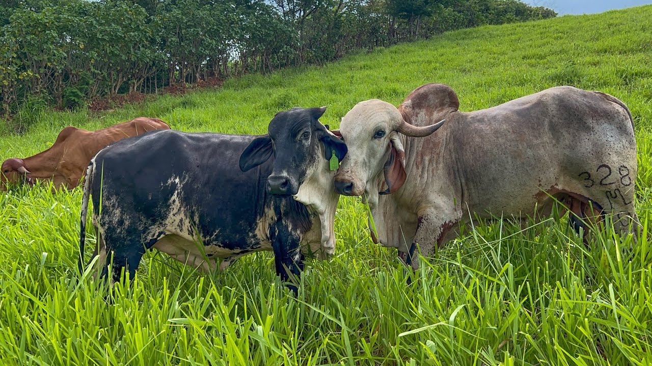 Enchiquerando a las ternas mira como es de fácil agarrarlas 🐄