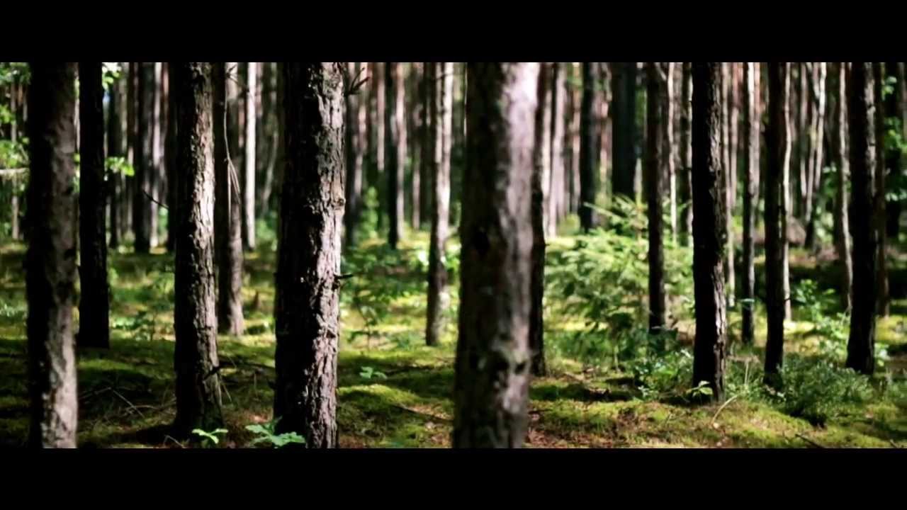 I went to the woods