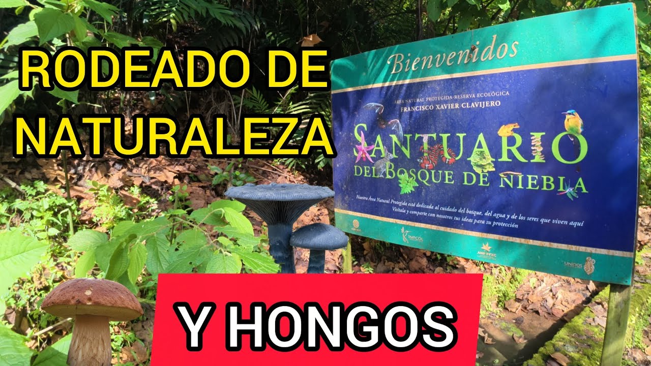 PASEANDO POR EL BOSQUE | Santuario del Bosque de Niebla