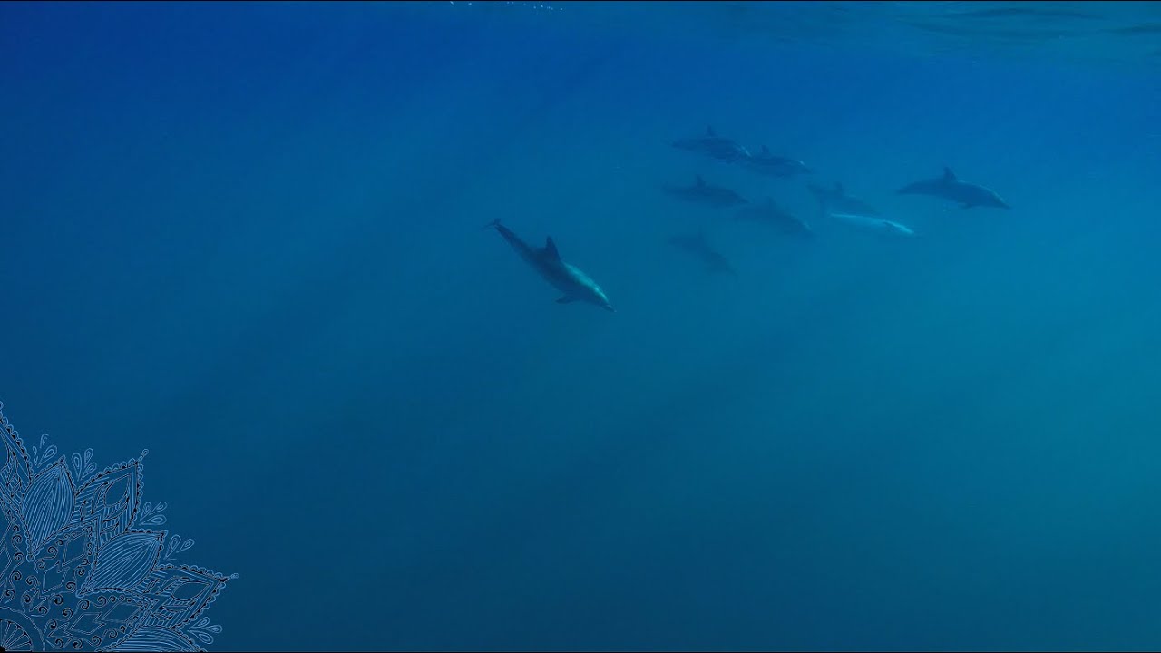 Swimming Between Two Worlds - Strait of Gibraltar Charity Swim