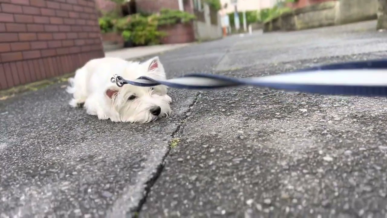 Westie boy doesn’t wanna walk series/ ウェスティ歩きたくないシリーズ